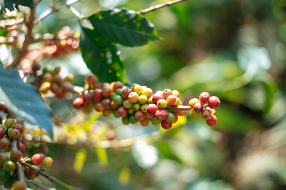 Free Image of Close up of Arabica coffee berry ripening on tree 