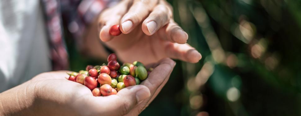 Free Image of Close-up of agriculturist hands holding arabica coffee berries in a coffee plantation. 