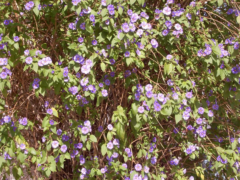 Free Image of Collection of various autumn flowers 