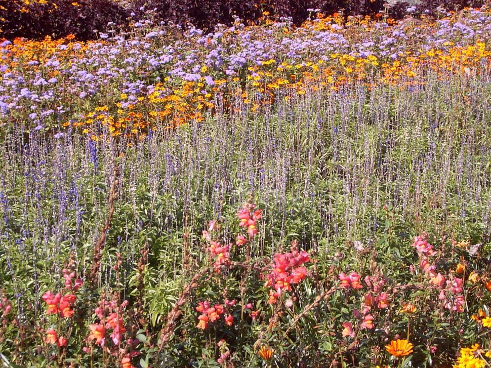 Free Image of Collection of various autumn flowers 