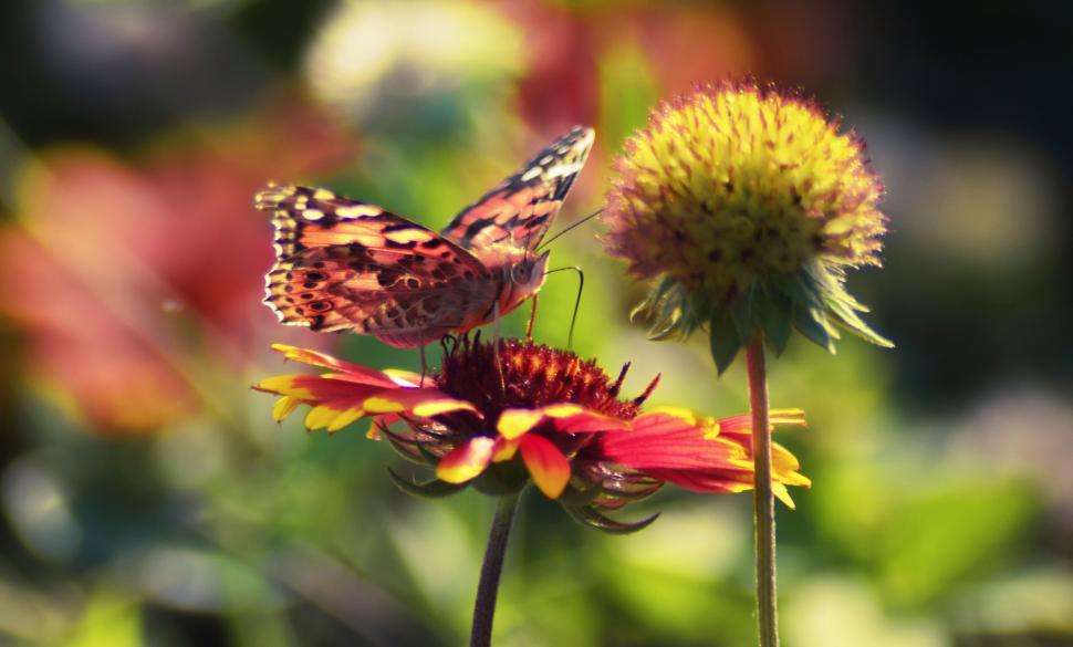 Free Image of Butterfly on a vibrant flower with a blurred background 