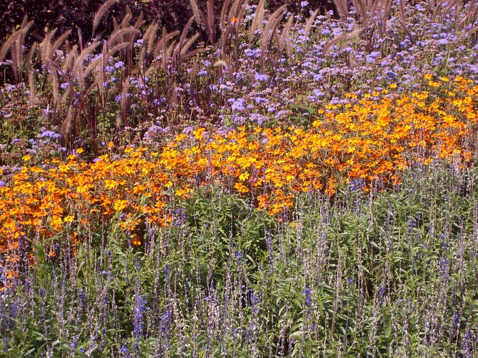 Free Image of Collection of various autumn flowers 