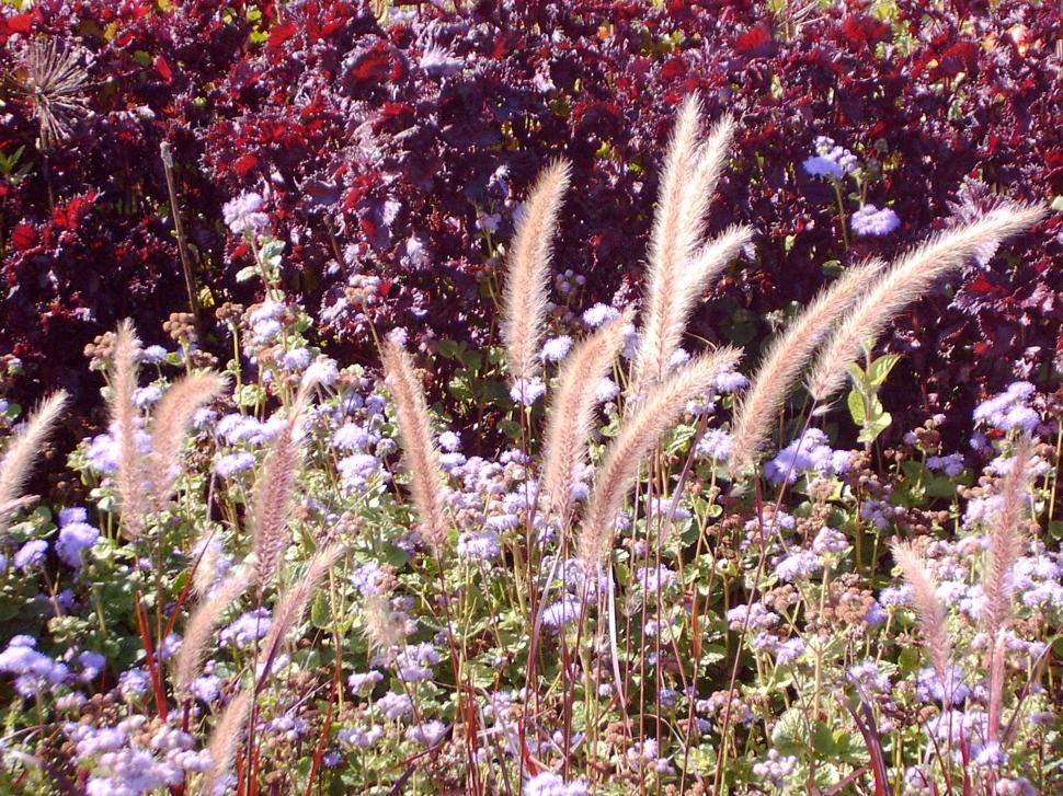 Free Image of Collection of various autumn flowers 