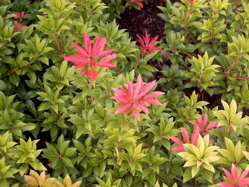 Free Image of Collection of various autumn flowers 