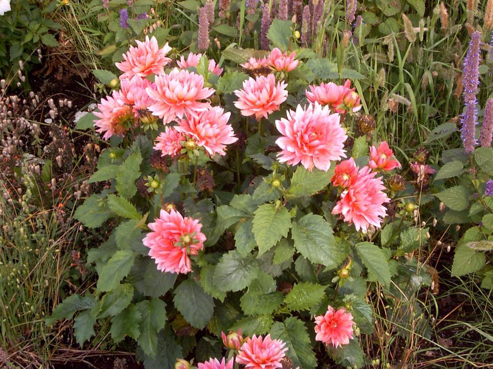 Free Image of Collection of various autumn flowers 
