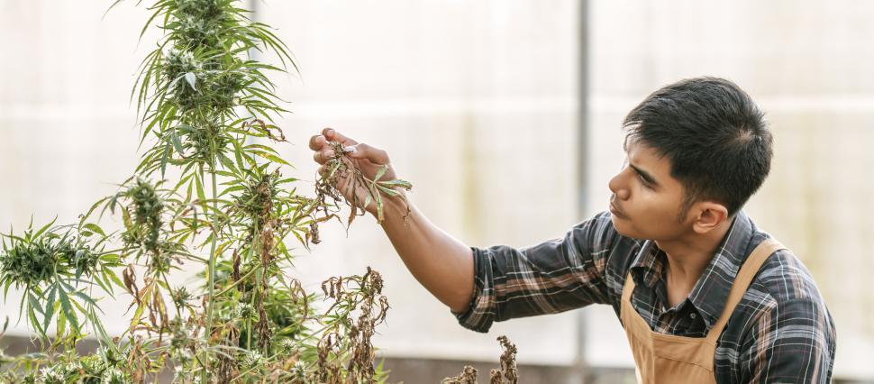 Free Image of Portrait of Disappointed marijuana researcher checking marijuana cannabis plantation in cannabis farm, Business agricultural cannabis. Cannabis business and alternative medicine concept. 