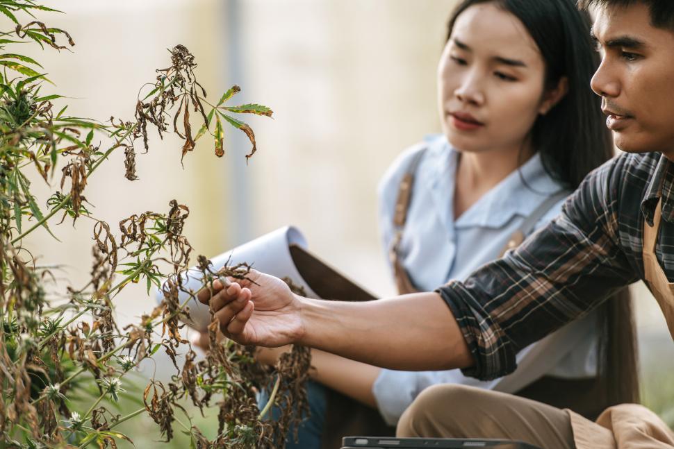 Free Image of Disappointed Asian woman and man marijuana researcher checking marijuana cannabis plantation in cannabis farm, Business agricultural cannabis. Cannabis business and alternative medicine concept. 