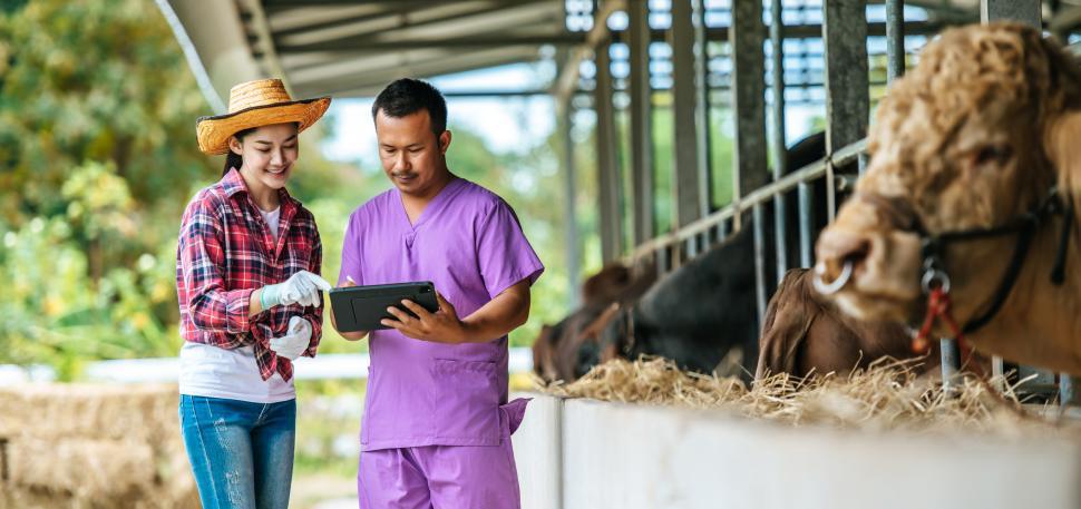 Free Image of Asian young farmer woman and man with tablet pc computer and cows in cowshed on dairy farm. Agriculture industry, farming, people, technology and animal husbandry concept. 