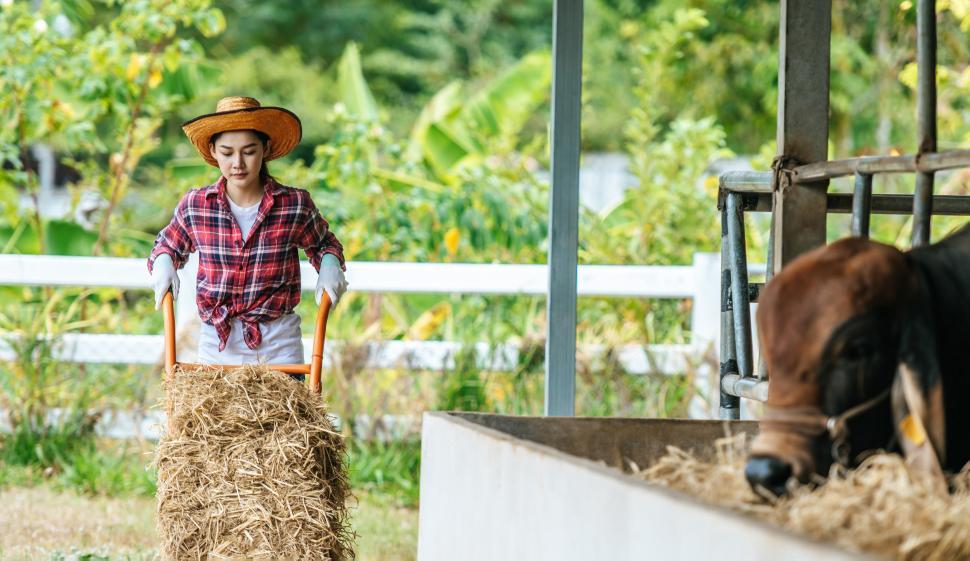 Free Image of Portrait of Happy Asian farmer woman feeding cows in cowshed on dairy farm. Agriculture industry, farming, people, technology and animal husbandry concept. 