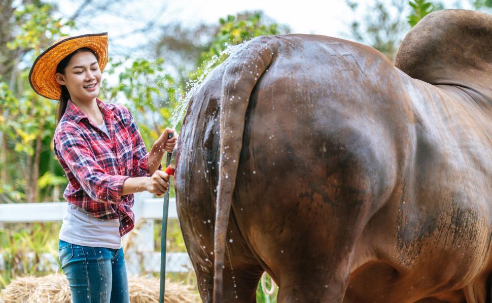 Free Image of Portrait of Happy young farmer woman wearing hat working to clean cow in farm. Agriculture industry, farming, people, technology and animal husbandry concept. 
