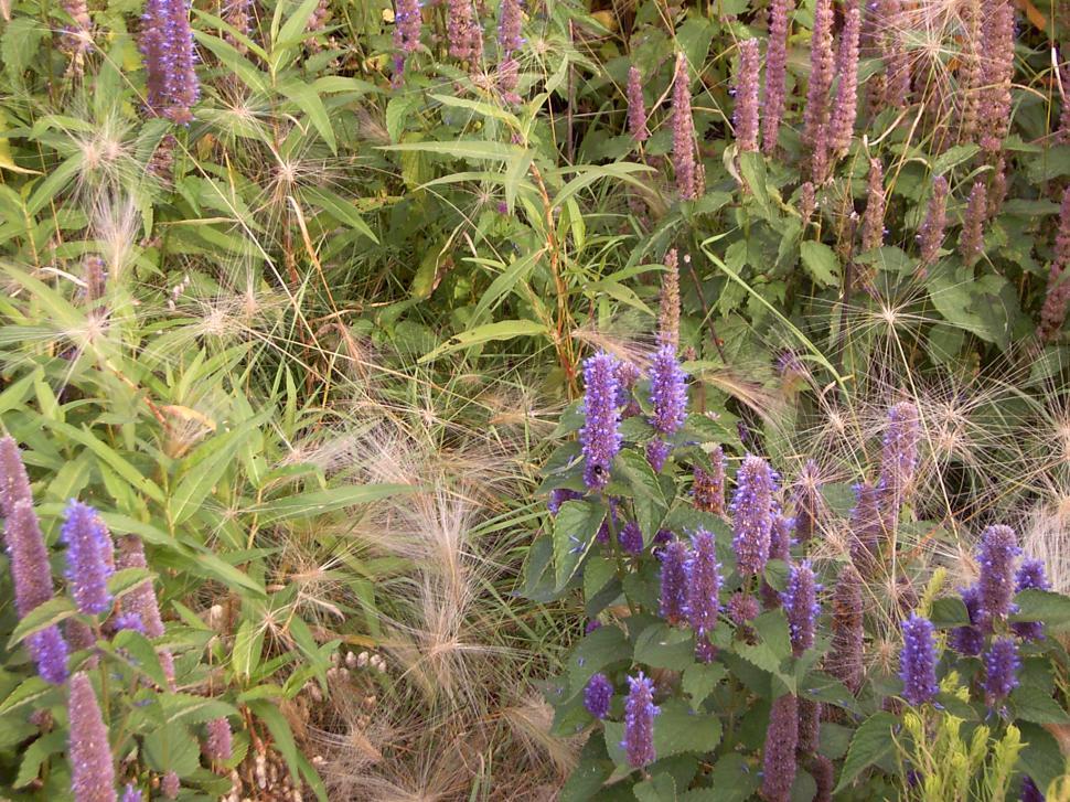 Free Image of Collection of various autumn flowers 