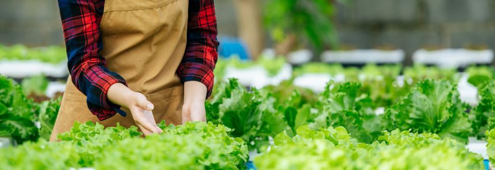 Free Image of Young Asian girl farmer with fresh green oak lettuce salad, organic hydroponic vegetable in nursery farm. Business and organic hydroponic vegetable concept. 