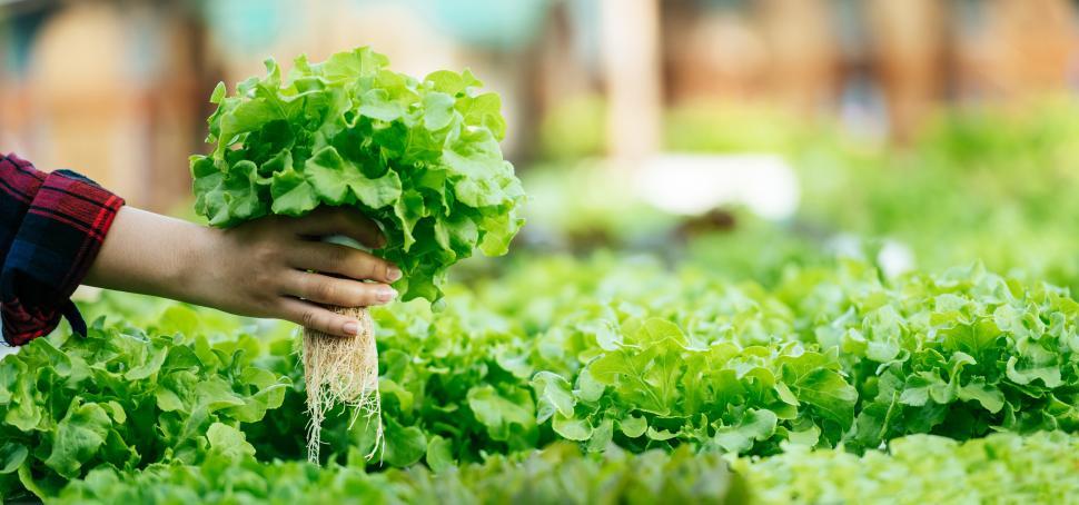 Free Image of Close up hand of Young Asian girl farmer holding hands for checking fresh green oak lettuce salad, organic hydroponic vegetable in nursery farm. Business and organic hydroponic vegetable concept. 