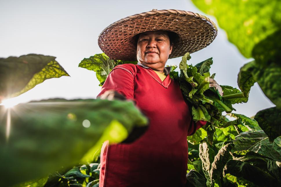 Free Image of Woman working in tobacco fields 