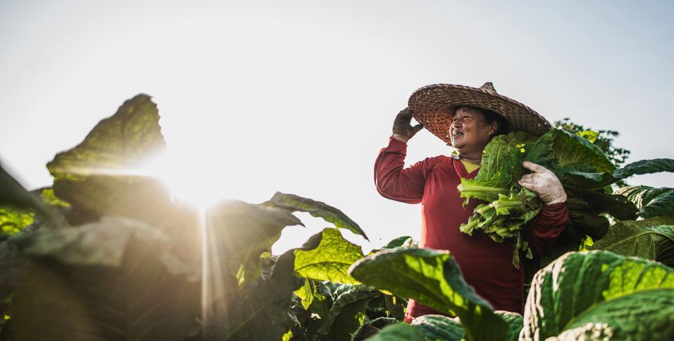 Free Image of Female worker in tobacco fields 