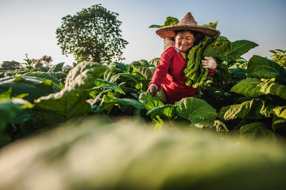 Free Image of Female Farmer working agriculture in tobacco fields 