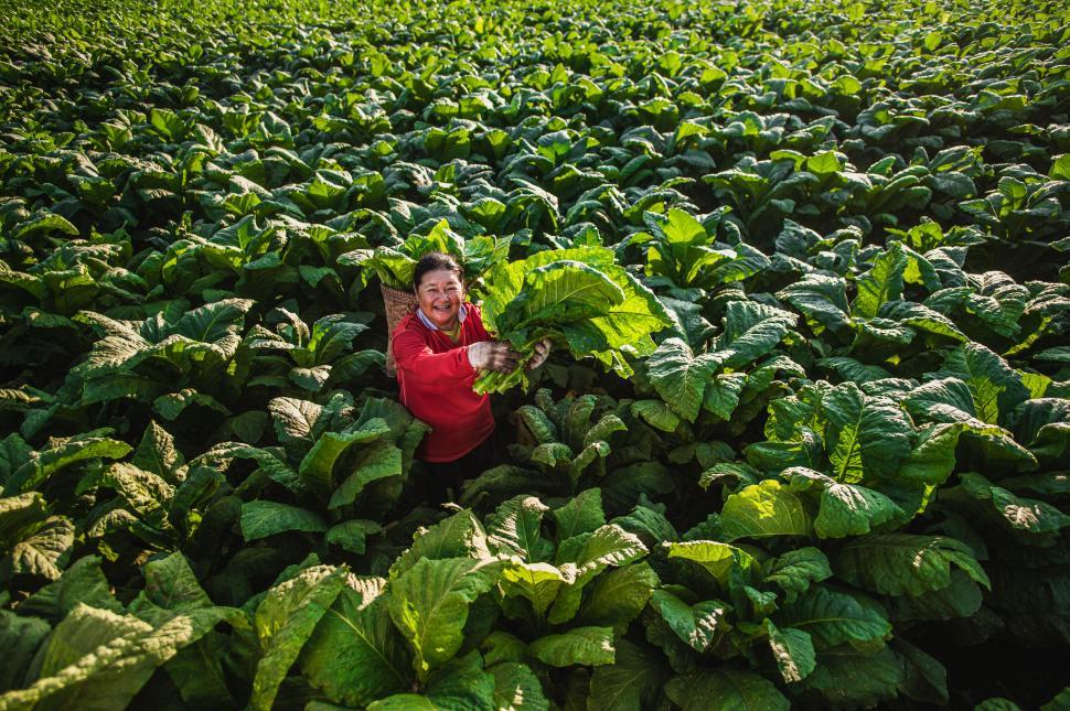 Free Image of Woman in the fields - Female Farm worker on tobacco plantation 