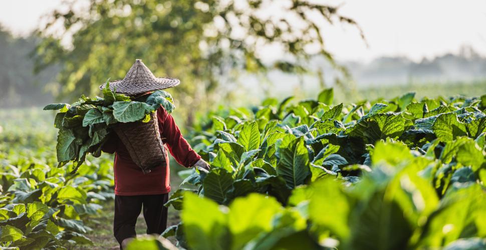 Free Image of Anonymous farm worker in tobacco fields 