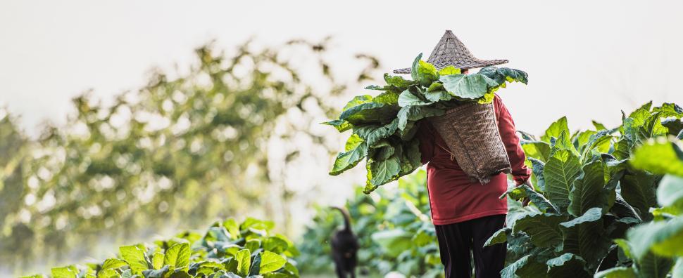 Free Image of Farm worker - woman in agricultural tobacco fields 