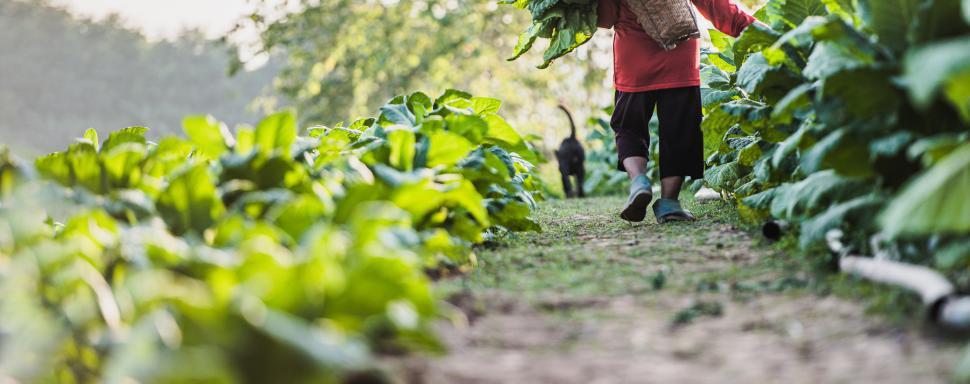 Free Image of Anonymous woman working in tobacco fields 