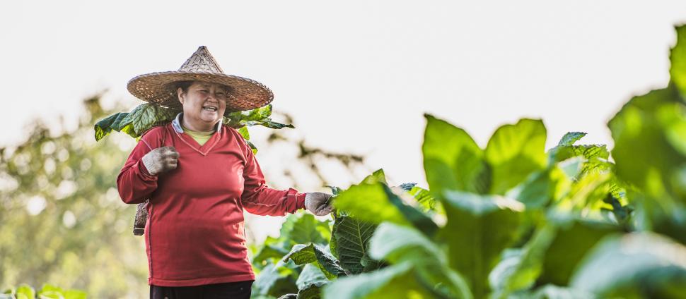 Free Image of Woman working in tobacco fields 