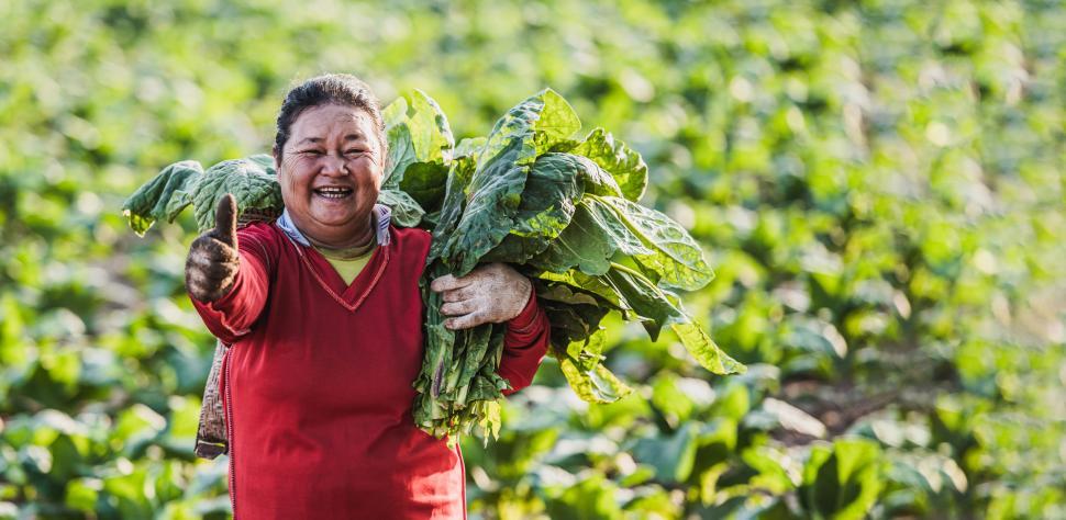 Free Image of Female worker in agriculture in tobacco fields 