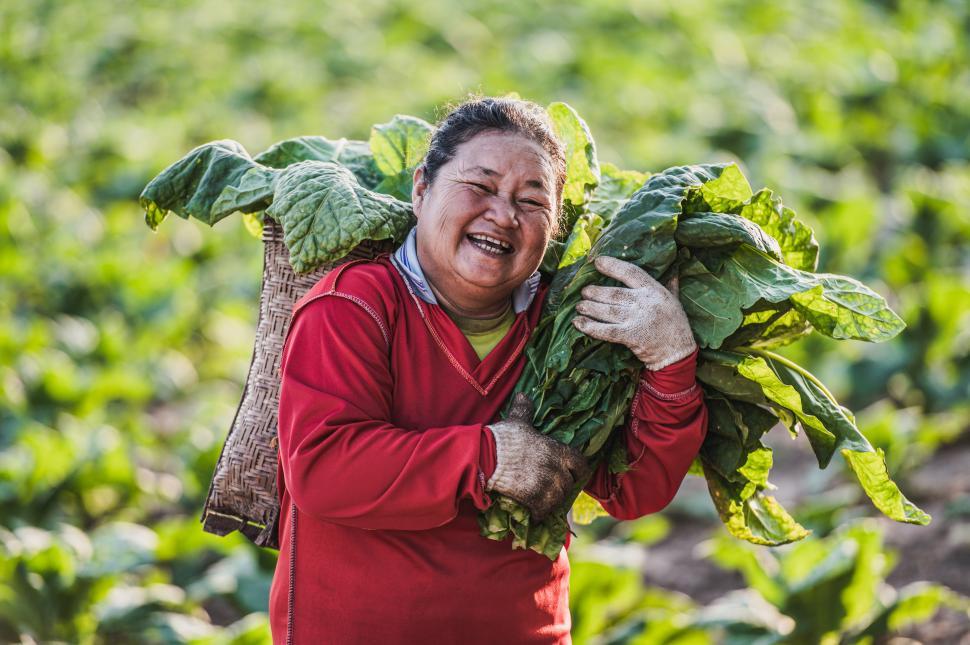 Free Image of Female Farmer working agriculture in tobacco fields 