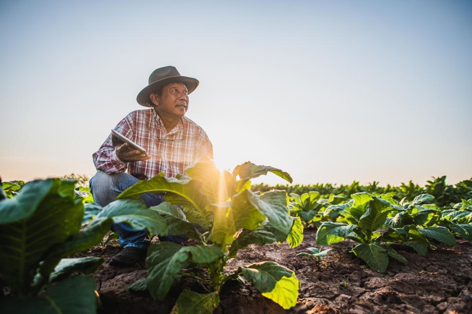 Free Image of Worker on a tobacco plantation 