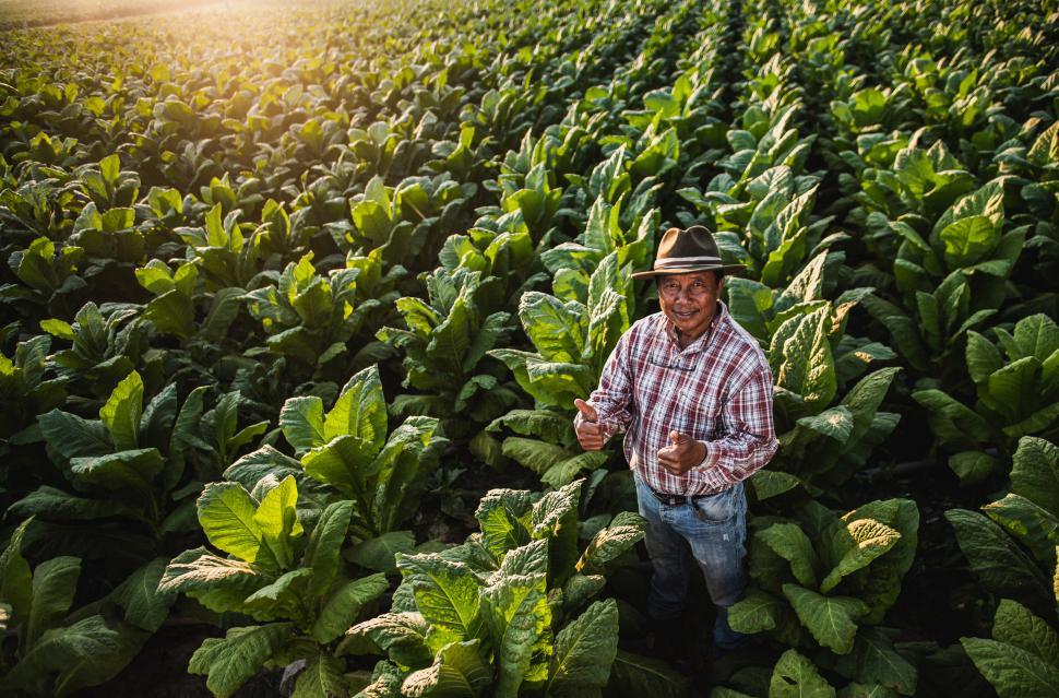 Free Image of Senior farm worker in tobacco plantation 