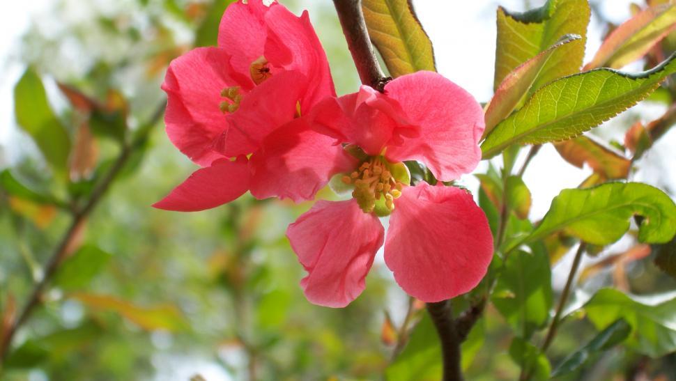 Free Image of Red summer flowers 