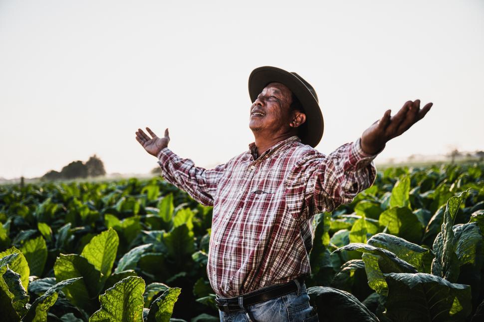 Free Image of Farmer working in tobacco plantation 