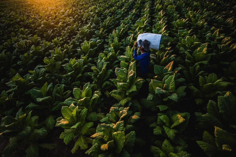 Free Image of Man working with agriculture in large tobacco plantation 