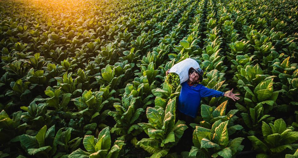 Free Image of Asian male farm worker in large tobacco plantation 