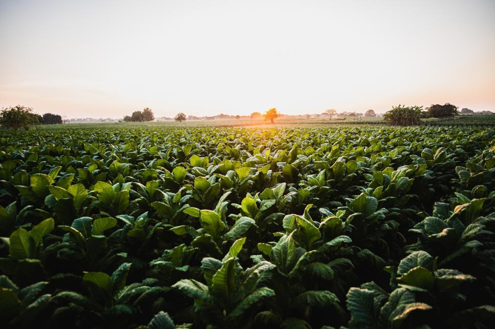 Free Image of Landscape of tobacco plantation with sunlight on sunset time 