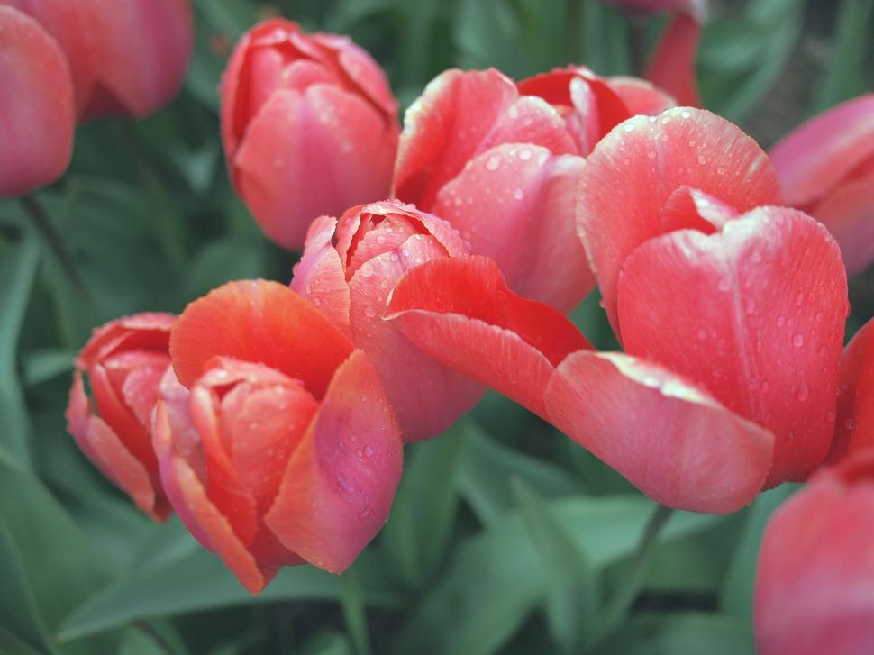 Free Image of Bright pink tulips bloom gracefully after rainfall in a garden 