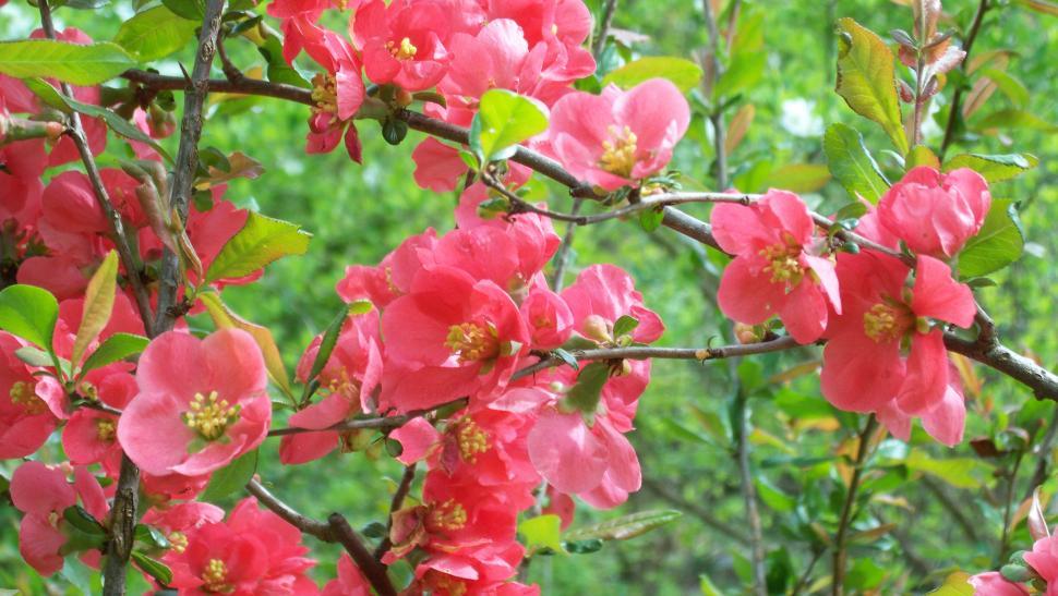 Free Image of Red summer flowers 
