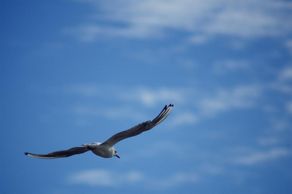 Free Image of Seagull soaring in clear blue sky during daytime 