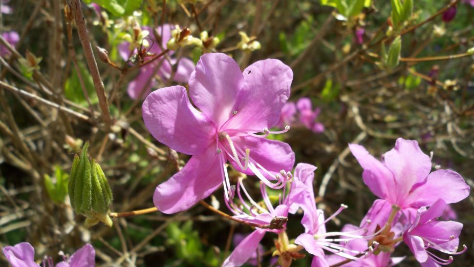 Free Image of Red summer flowers 