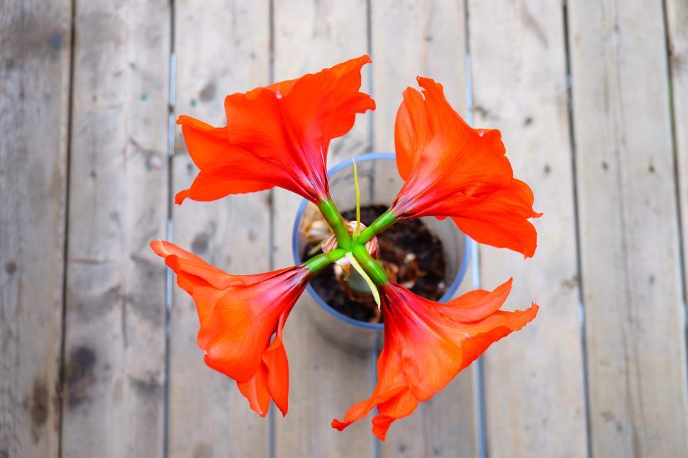 Free Image of Bright orange flowers bloom in a pot on wooden deck 