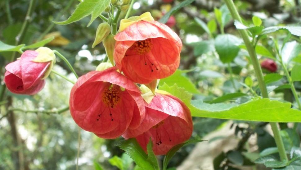 Free Image of Red summer flowers 