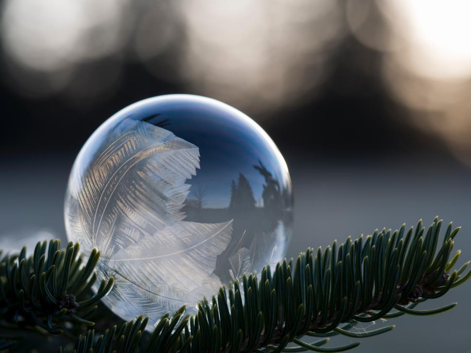Free Image of Frosted bubble rests on evergreen branch in winter 