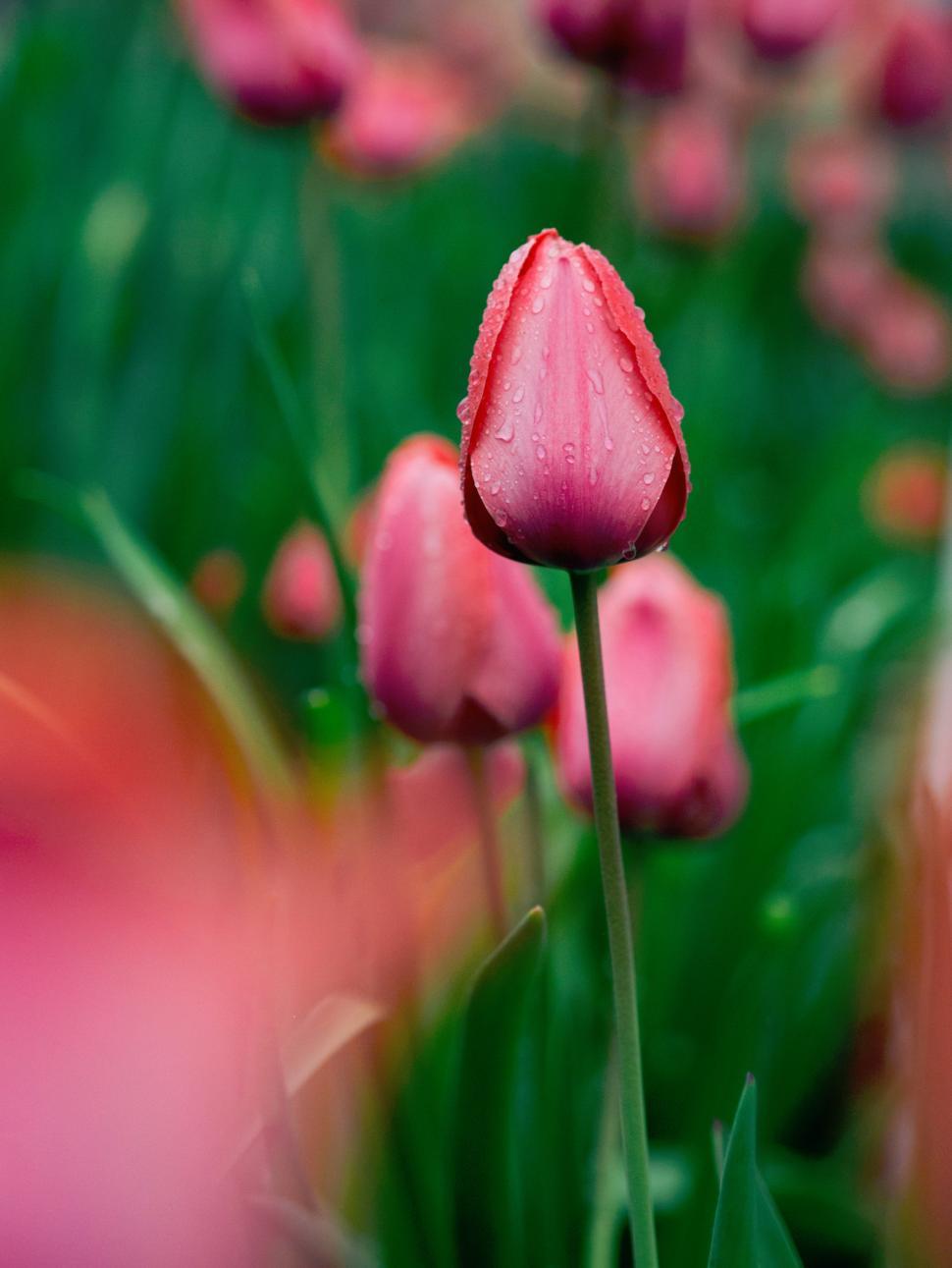 Free Image of Pink tulips bloom in a lush garden after rain 
