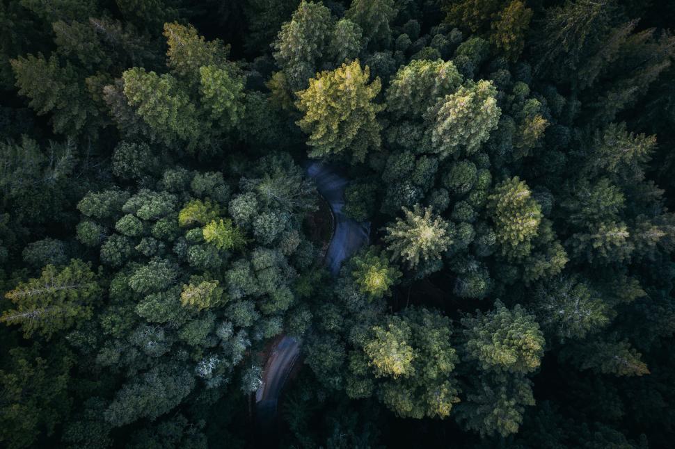 Free Image of Lush green forest with winding river captured from above 