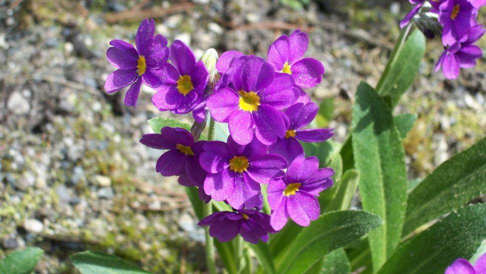 Free Image of Red summer flowers 