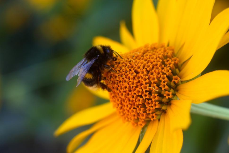Free Image of Bumblebee pollinates vibrant yellow flower in garden 