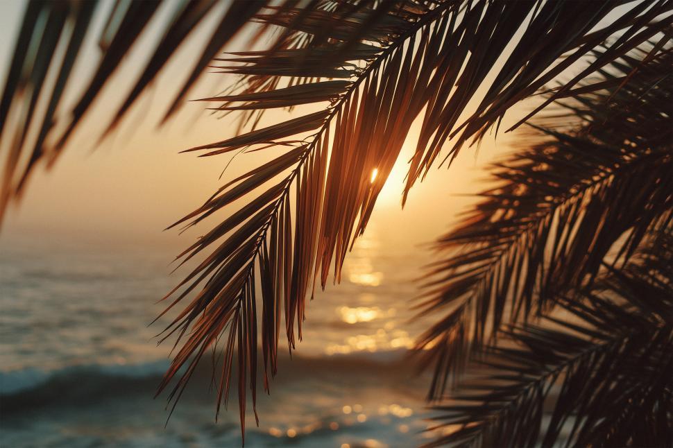 Free Image of Sunset view through palm leaves at the beach 