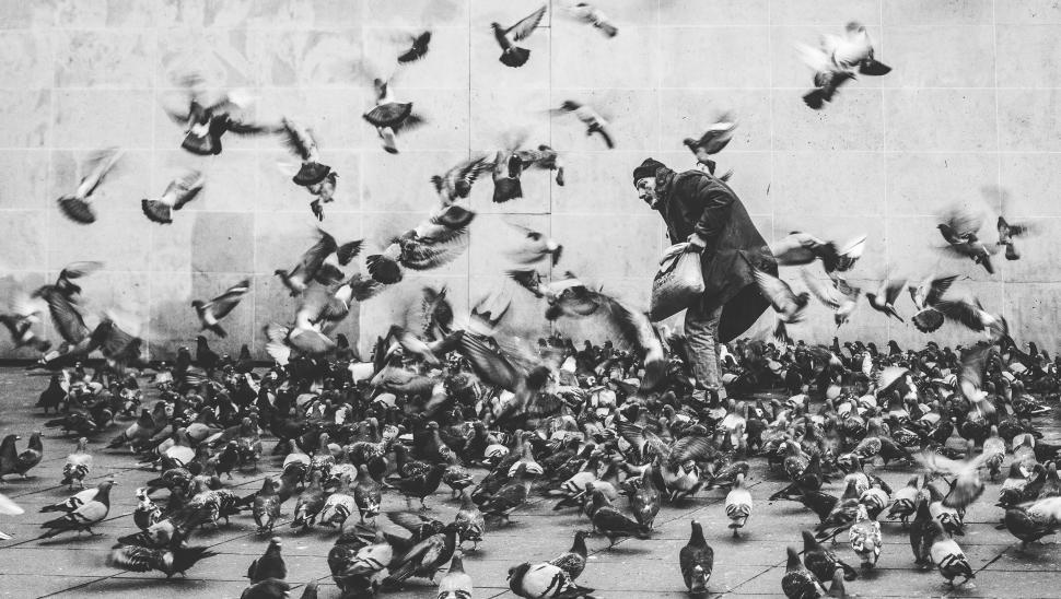 Free Image of Feeding pigeons in the city square during twilight 