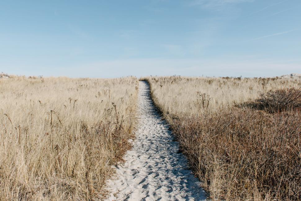 Free Image of Path through golden grass leads to serene beach 