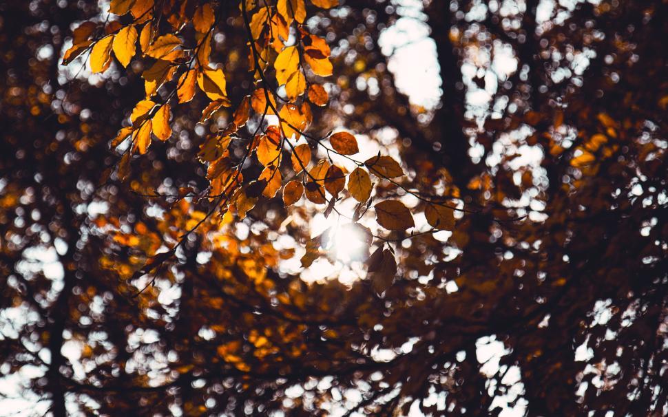 Free Image of Sunshine filtering through autumn leaves in a forest 