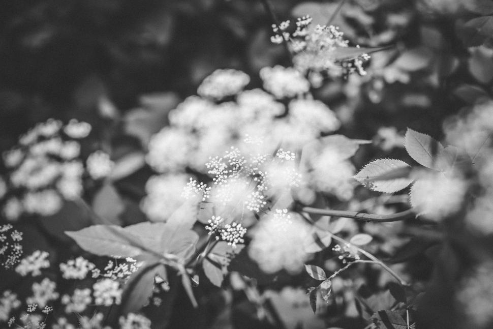 Free Image of Black and white view of blooming flowers in nature 